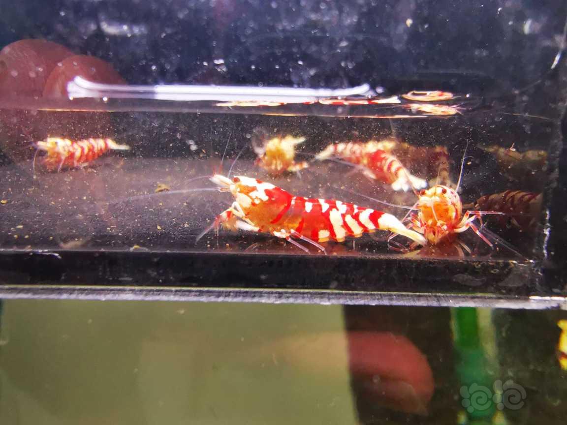 【水晶虾】出售红花虎四母两公繁殖组-图4