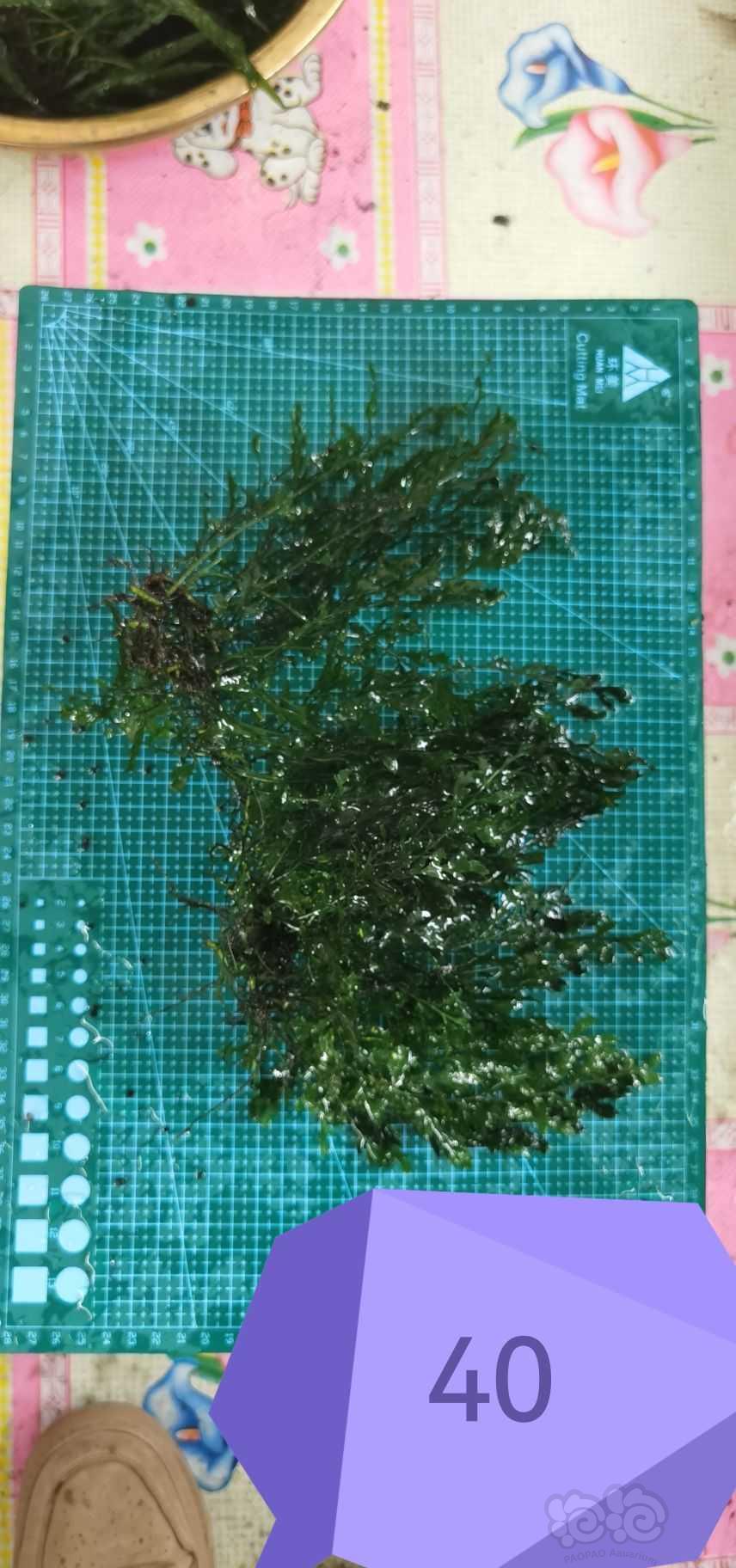 【出售】出矮种黑木蕨，细叶铁-图4