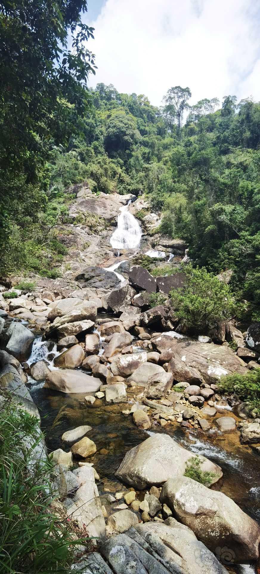 【雨林】来海南某热带雨林森林公园观摩学习一下-图2