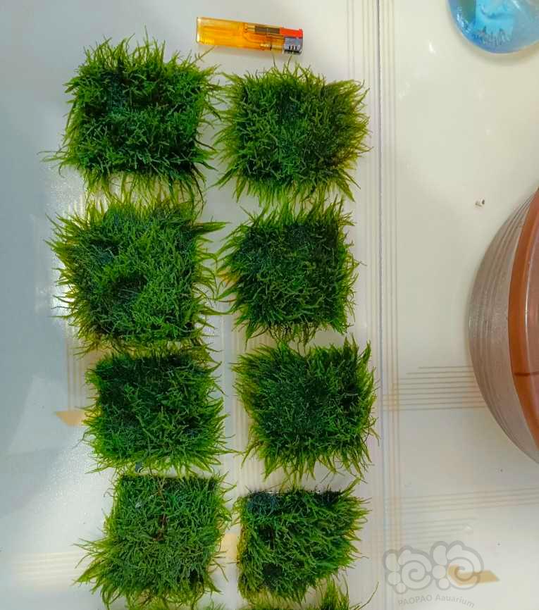 【其他】便宜出自家缸里水下叶水草正宗爪哇莫斯-图3