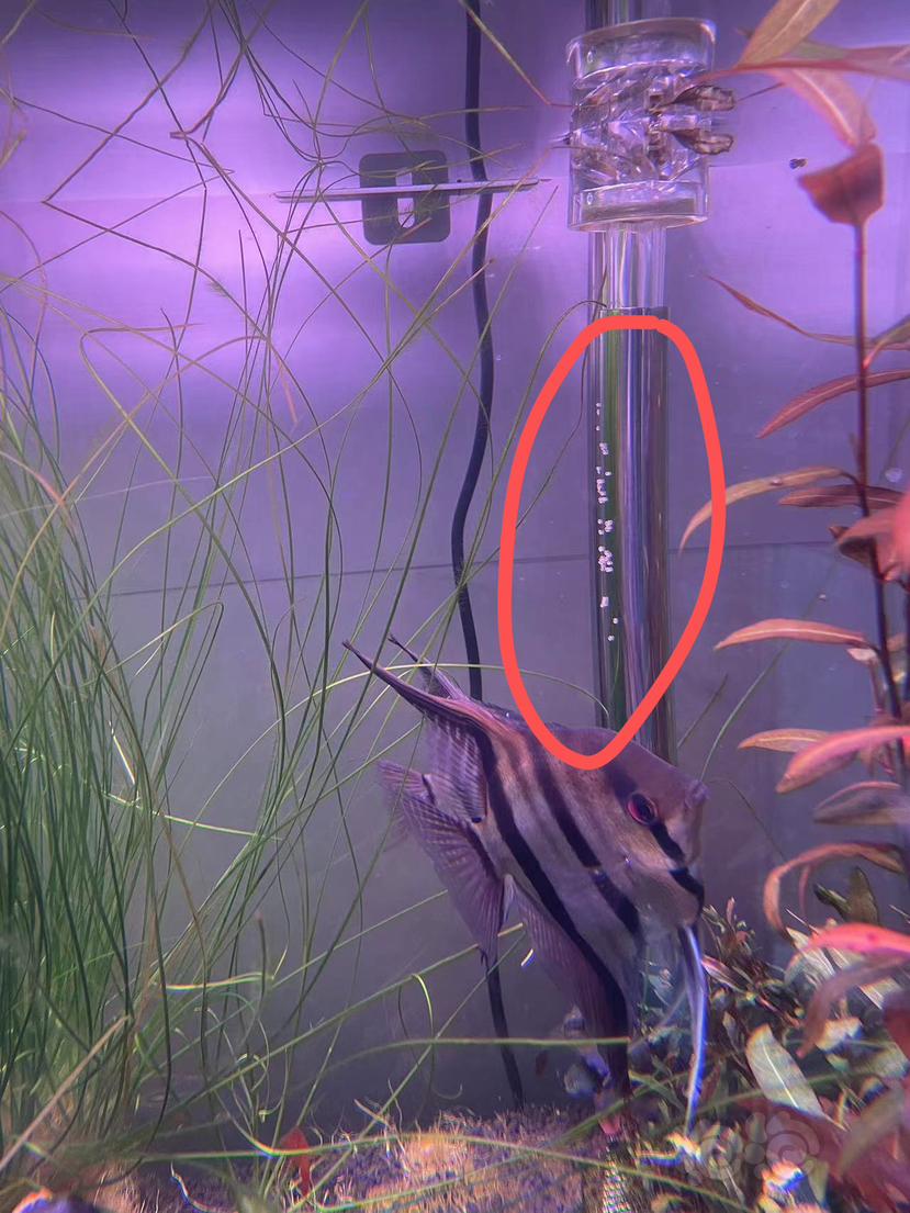 草缸里的燕鱼在进水管产卵了-图1