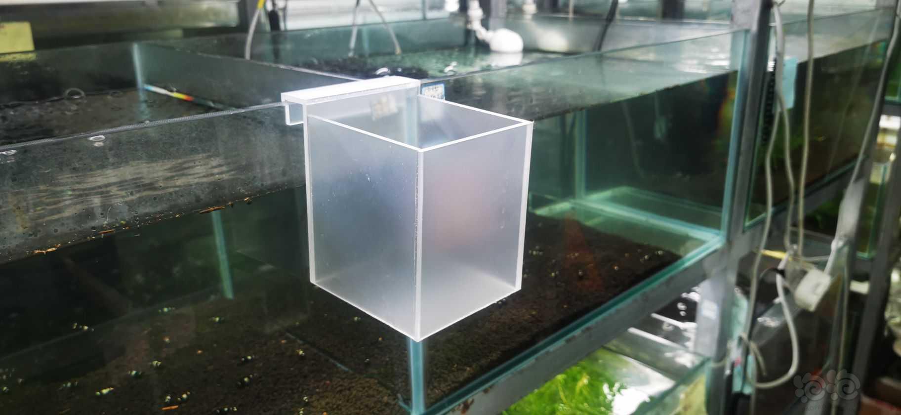 2024-03-10#RMB拍卖#水晶虾隔离盒一个-图1
