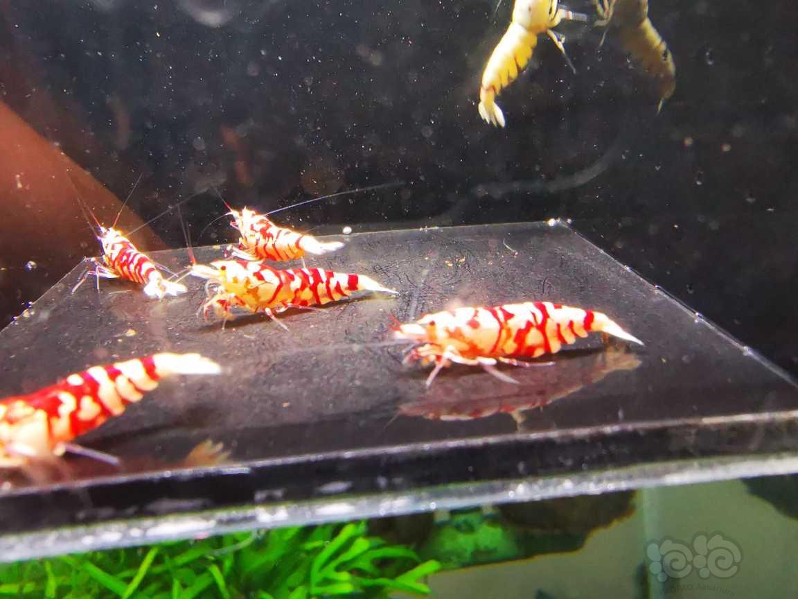 【水晶虾】出售太极红花虎四母两公繁殖组-图3