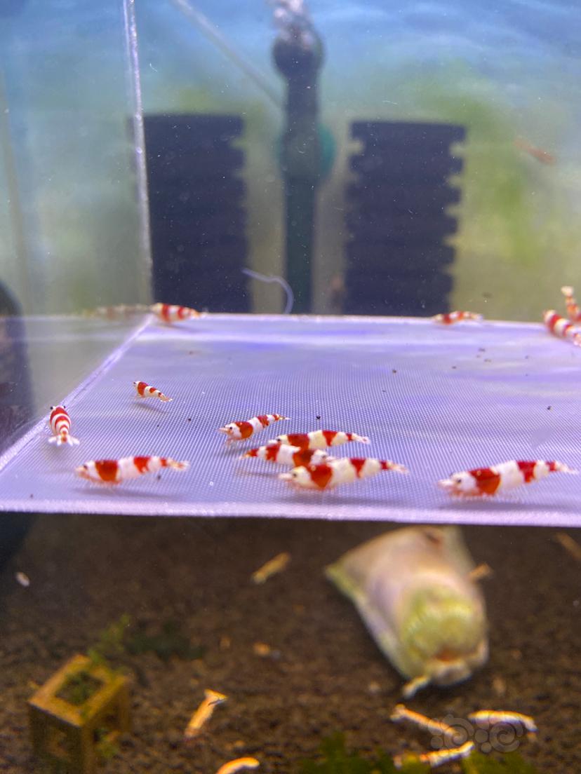 【水晶虾】红白纯血水晶虾15只-图1