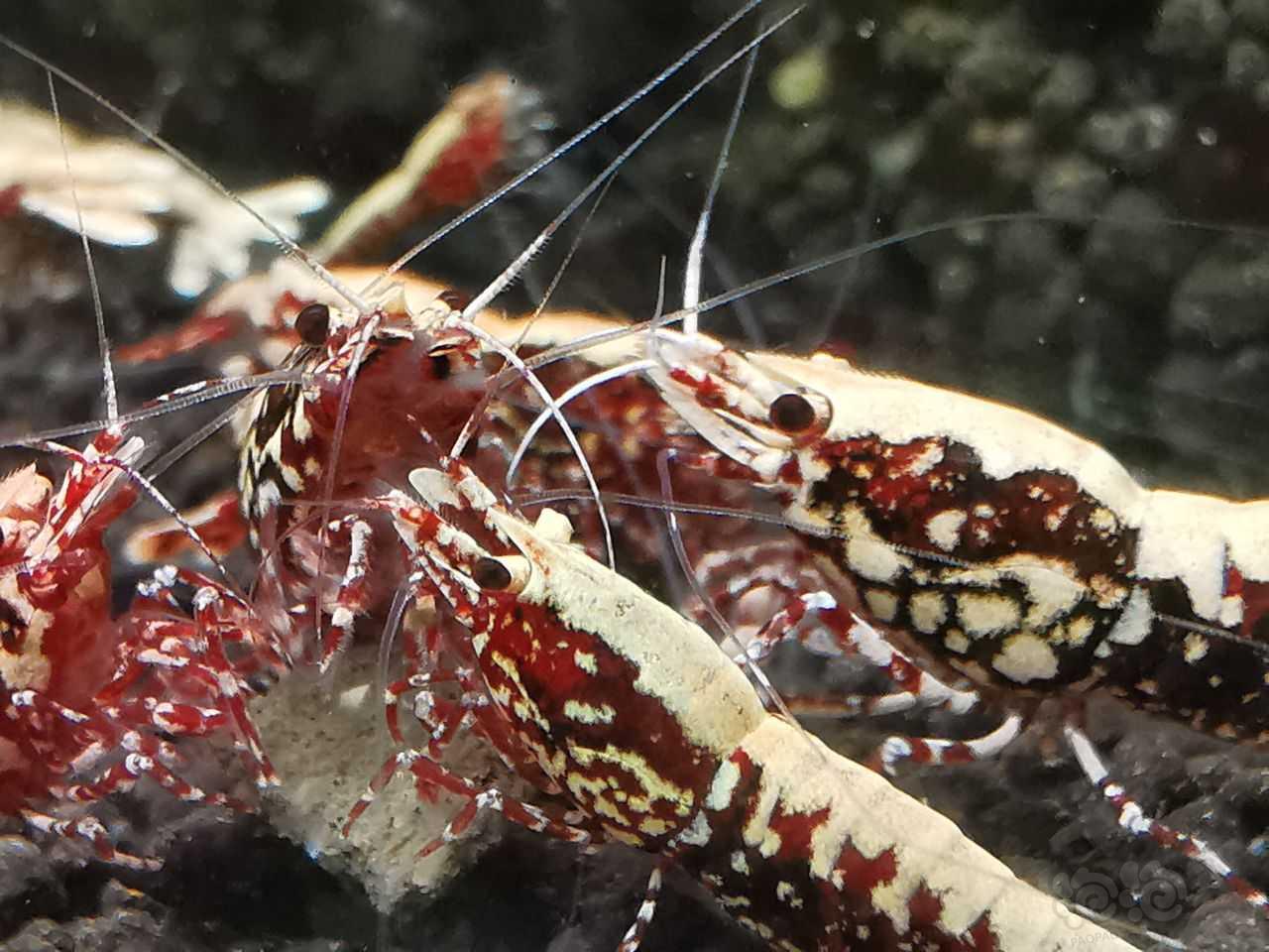 【水晶虾】出深红系红银河苗子-图3