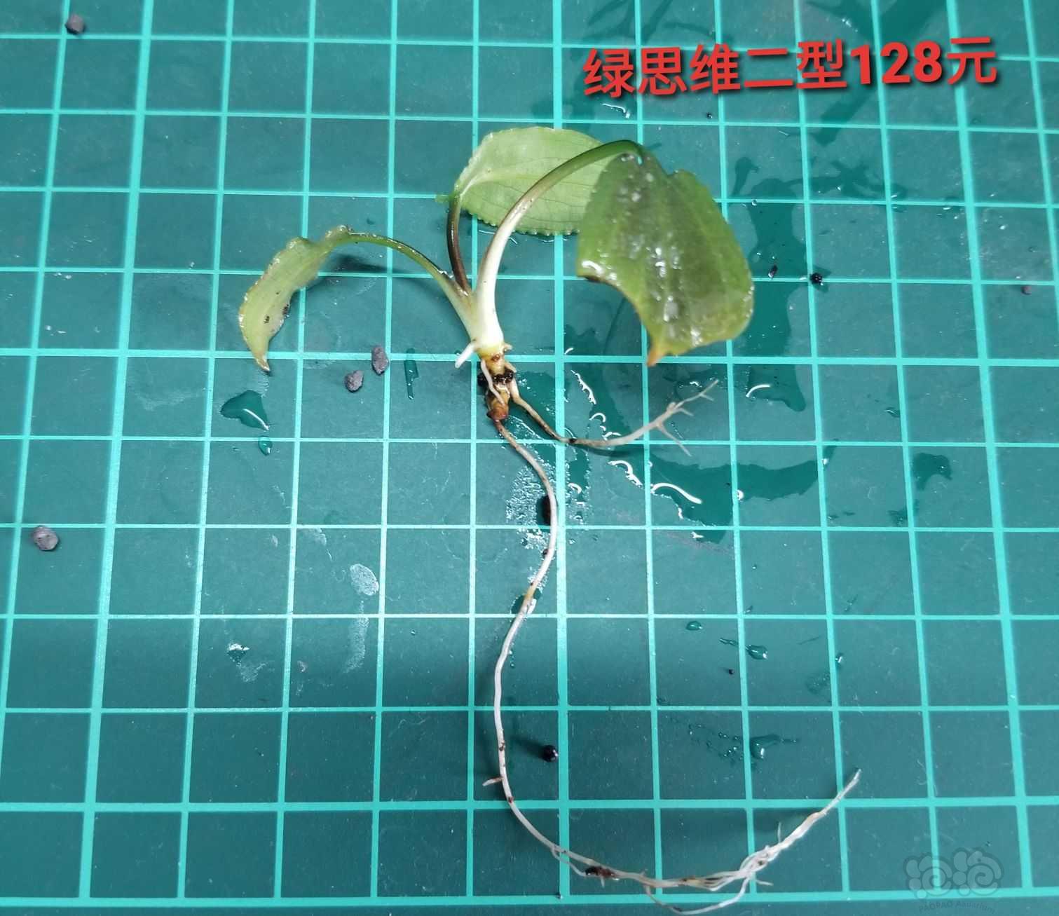 【出售】出虎纹圣翠，绿思维和辣椒榕组合-图2