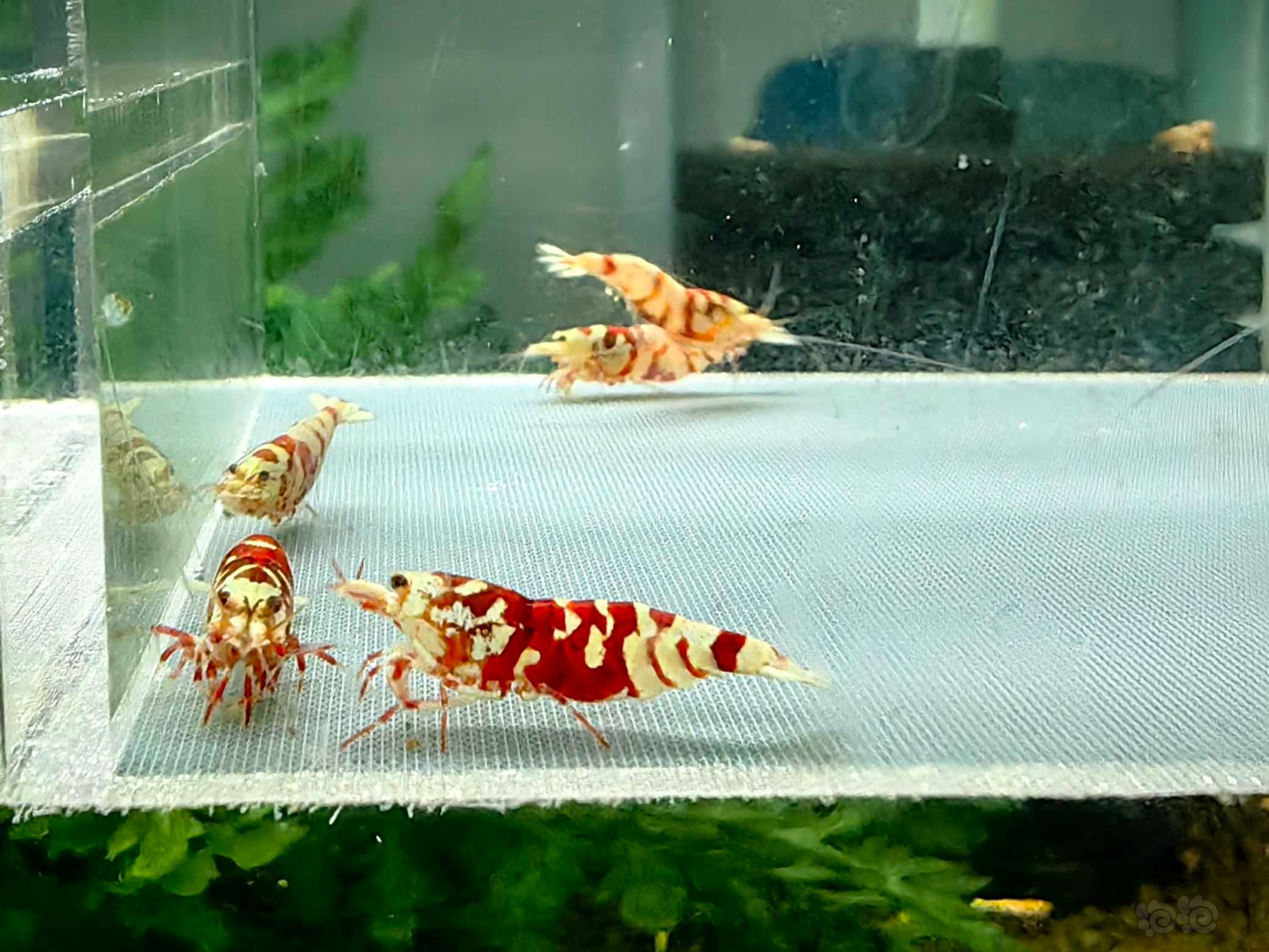 【水晶虾】出深红血红花虎6只-图3