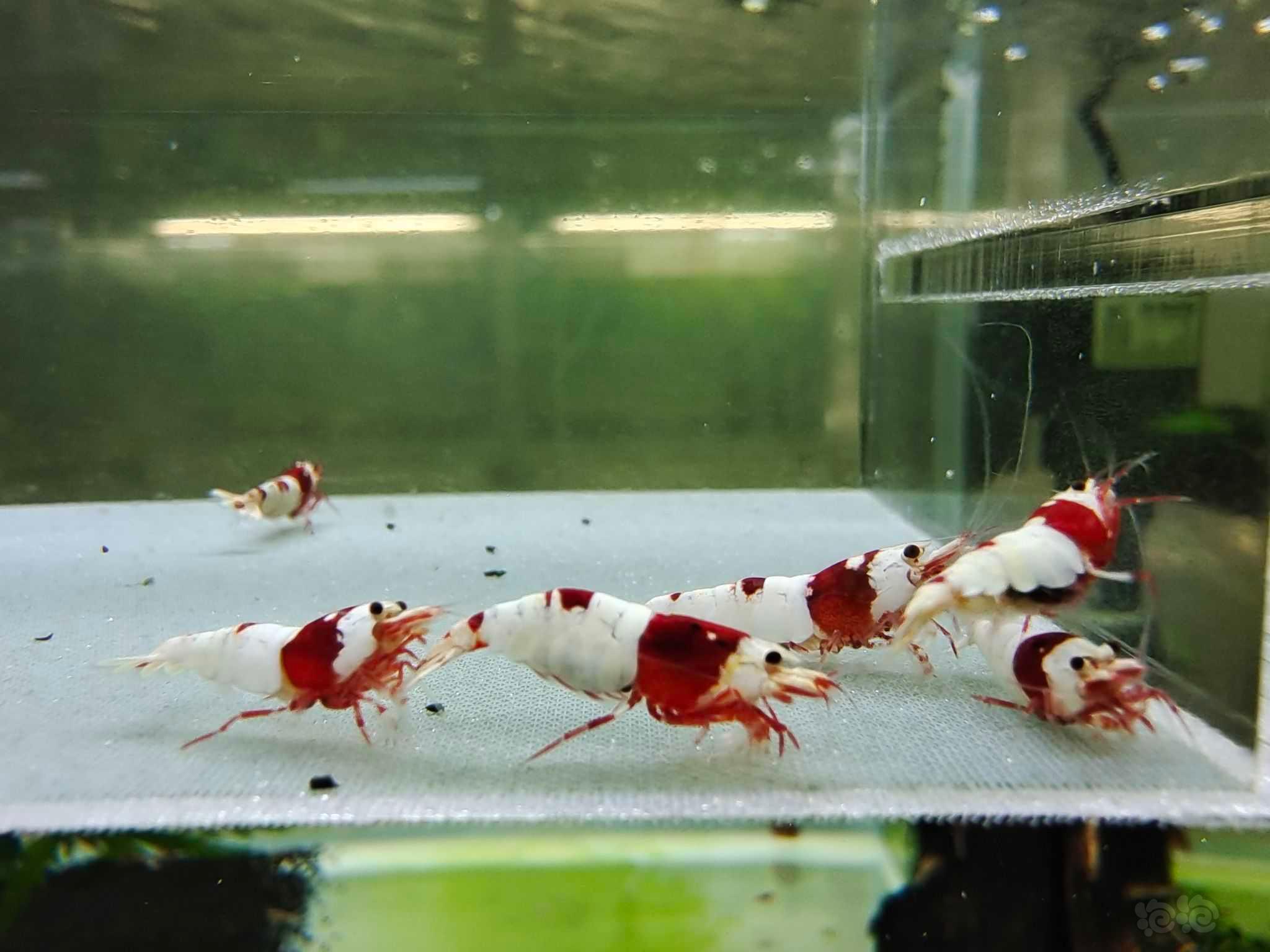 【虾螺】出几组红白，黑红银河水晶虾-图3