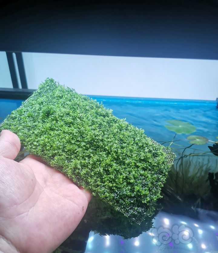 【莫斯】翻缸处理珊瑚莫斯-图1