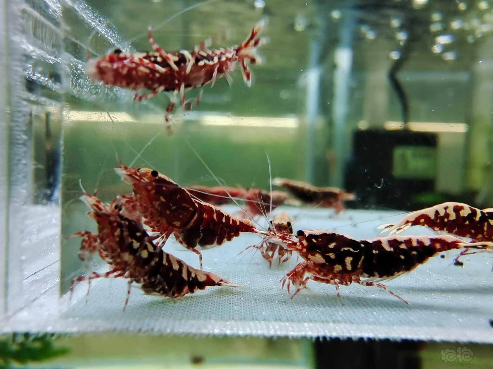 【虾螺】出几组水晶虾繁殖组-图8