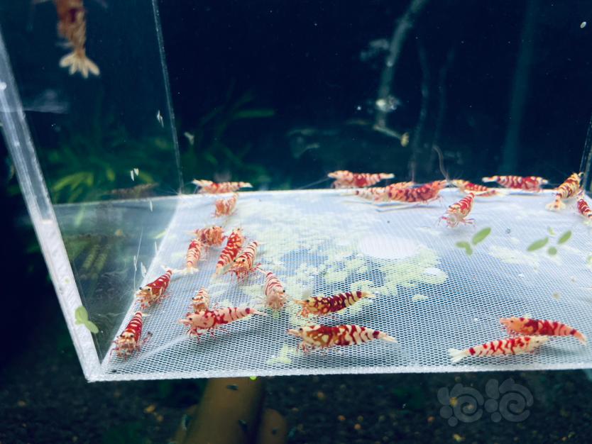 【水晶虾】翻缸出红花虎种虾-图7