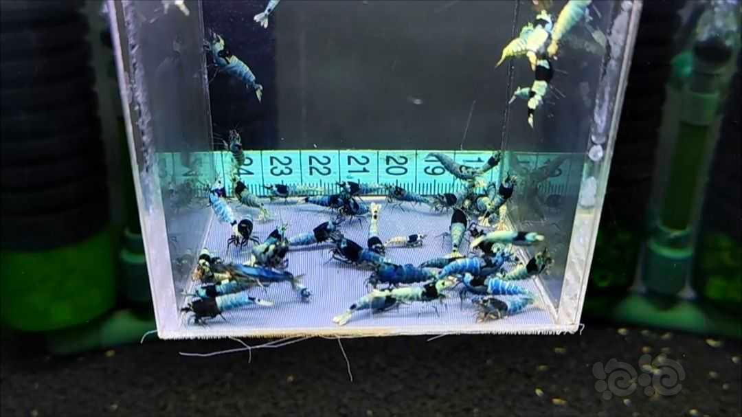 【水晶虾】【水晶虾】福利一盒蓝化，55只，尺寸大中小都有，母多公少-图2