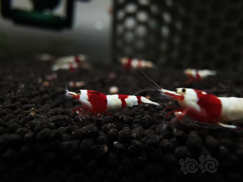 2024-04-10#RMB拍卖红白幼虾一组4只-图2