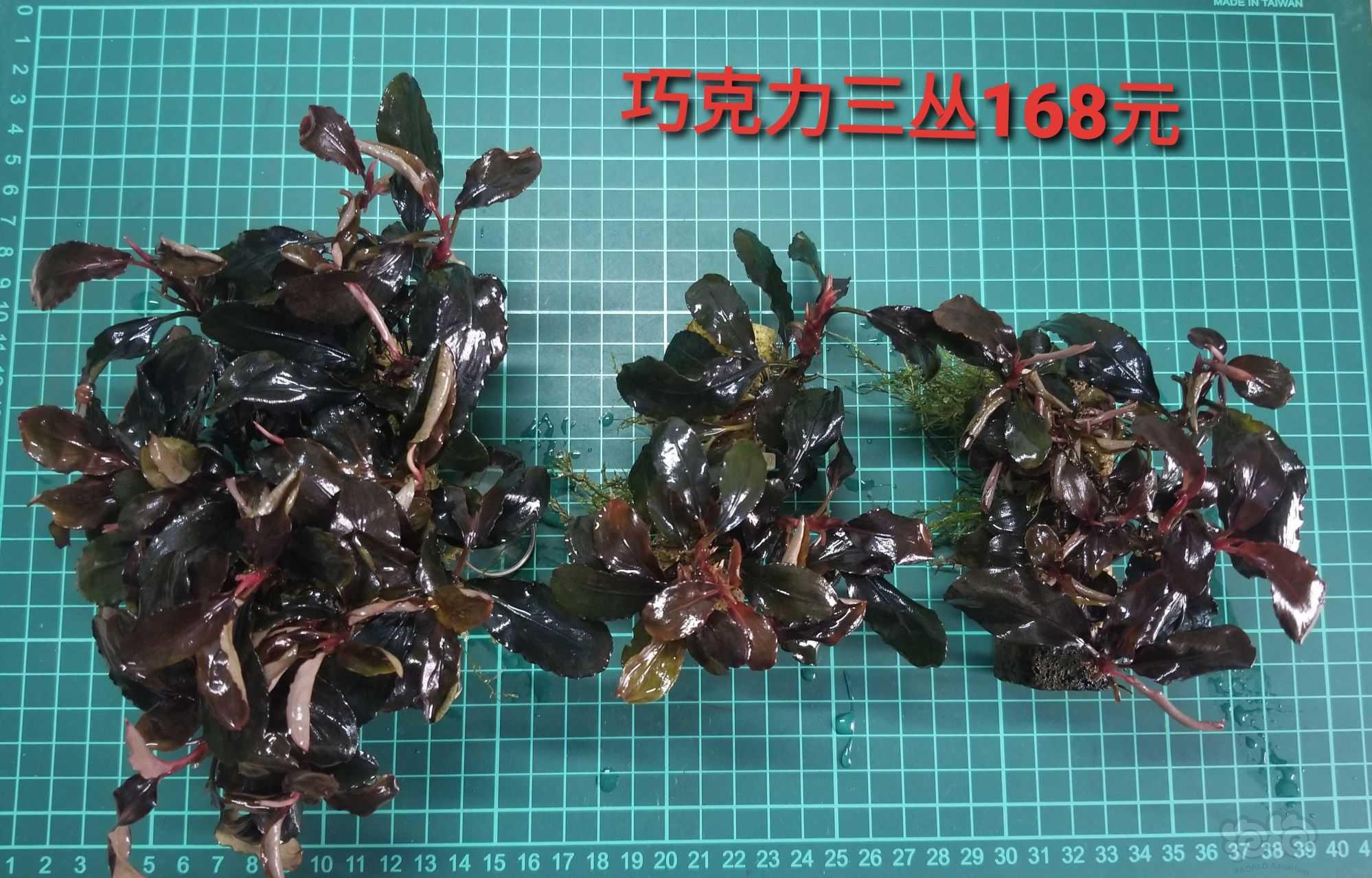 【出售】出辣椒榕，叉叶铁和虎纹圣翠-图2