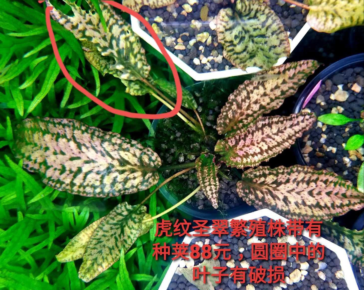 【出售】出虎纹圣翠，绿思维和辣椒榕组合-图1