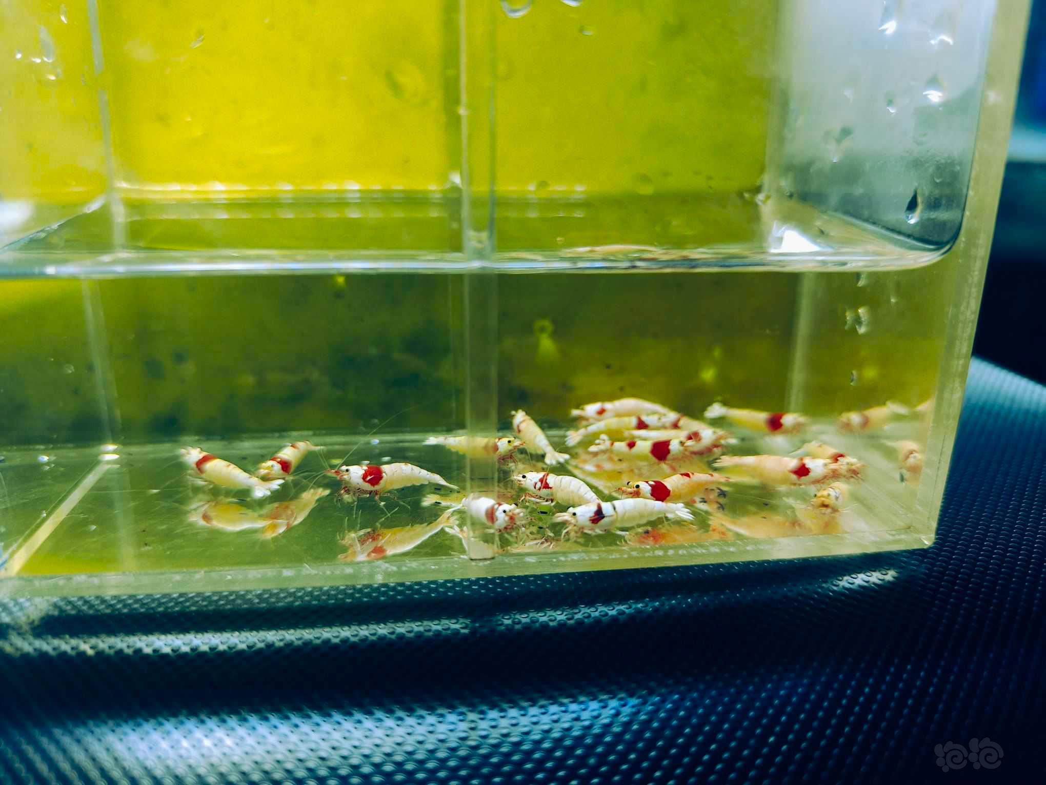 【水晶虾】广东出红白水晶虾繁殖组8公10母-图8