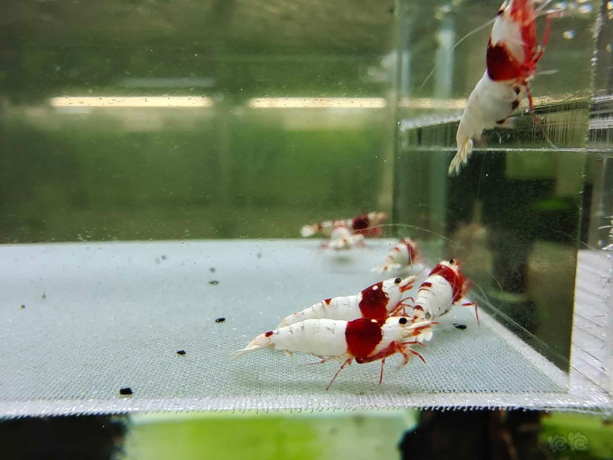 【水晶虾】出几组虾红白，黑红银河繁殖组-图15