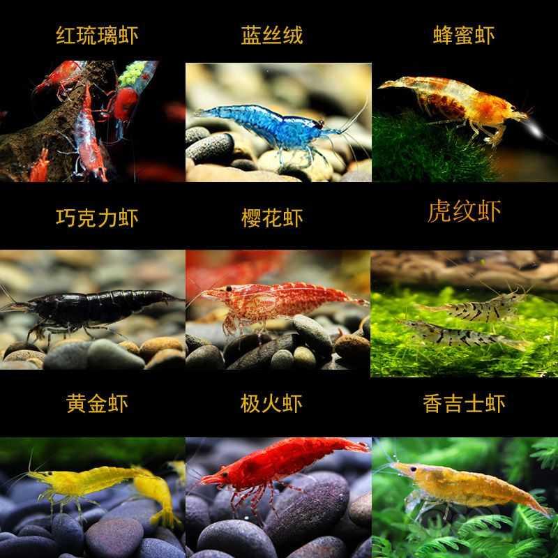 【虾螺】黑壳虾批发零售，彩色观赏虾，大和藻虾，各种滤材特价-图13