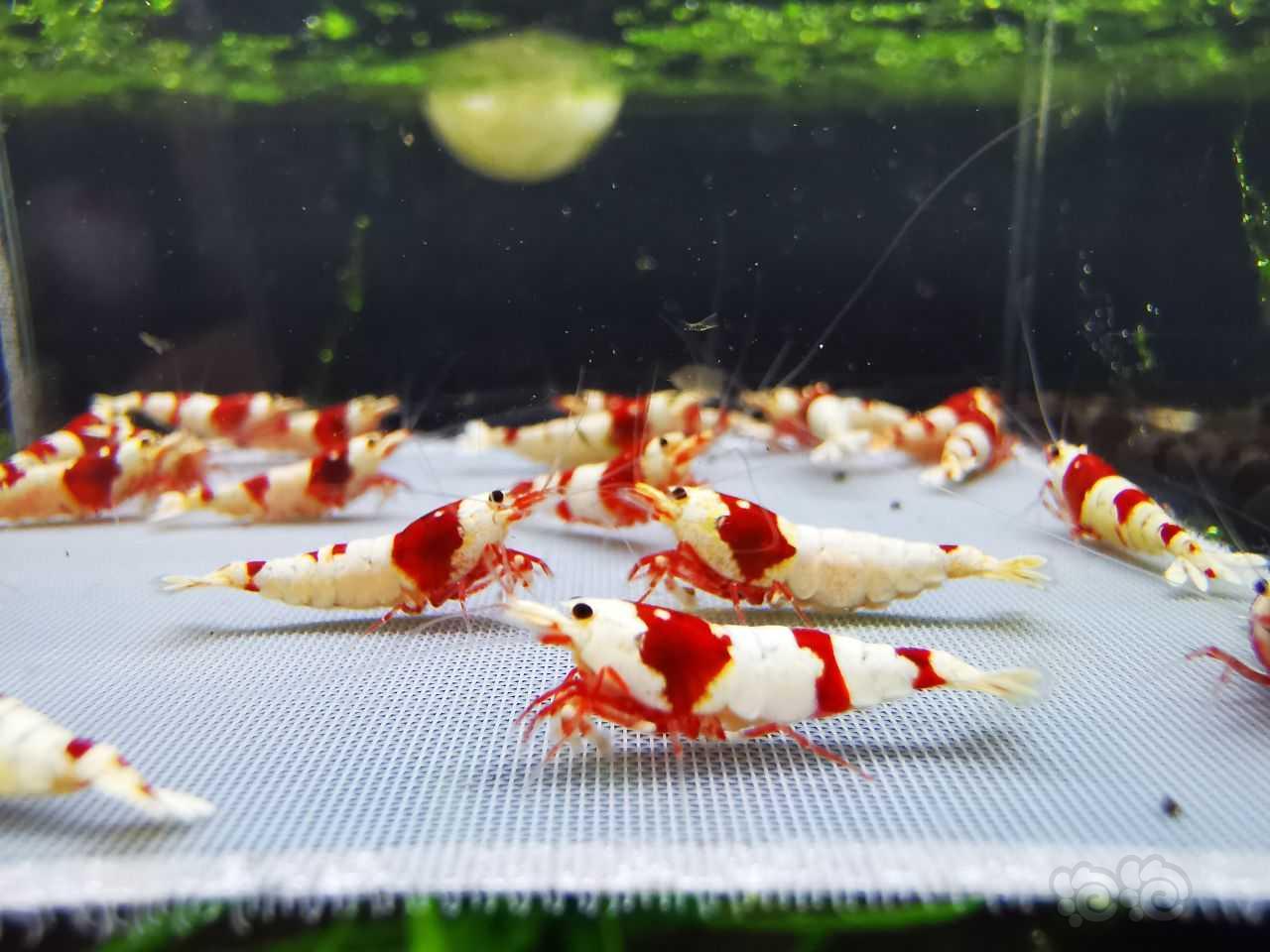 2024-4-19#RMB拍卖#红白水晶虾一份20只：-图3