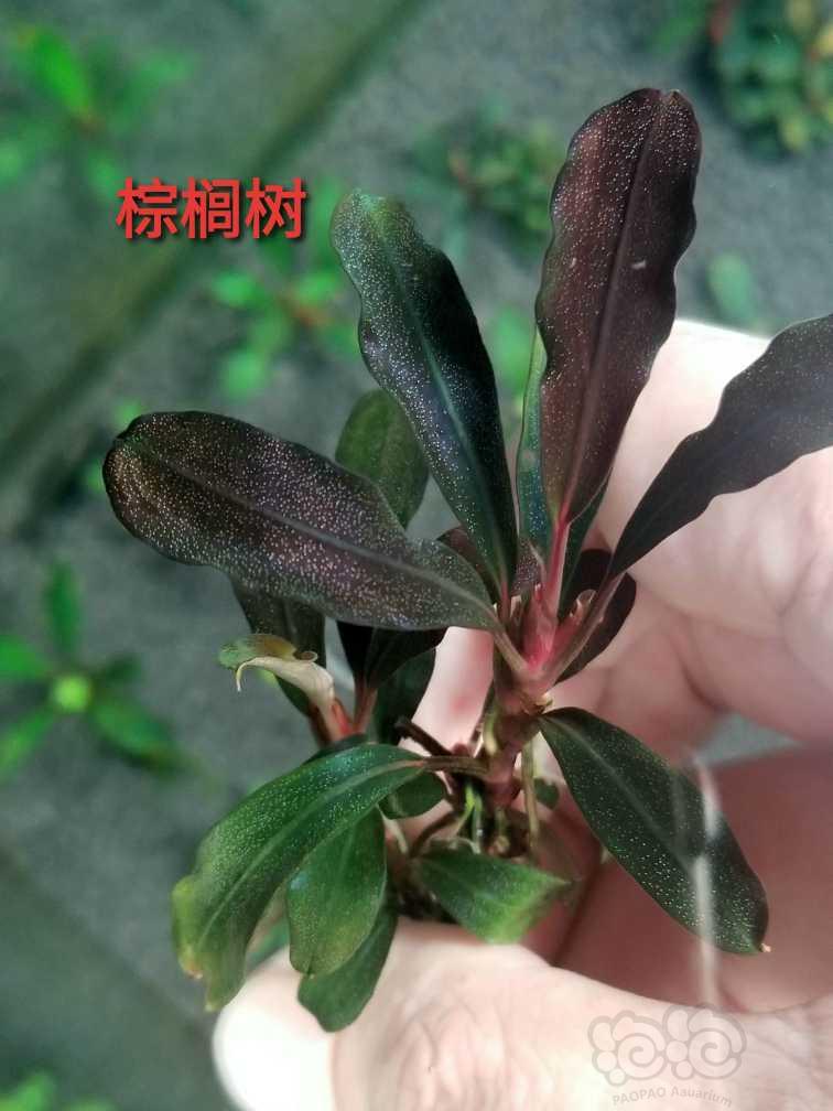 【出售】出虎纹圣翠、大丛针叶拉曼道和稀有辣椒榕组合-图5