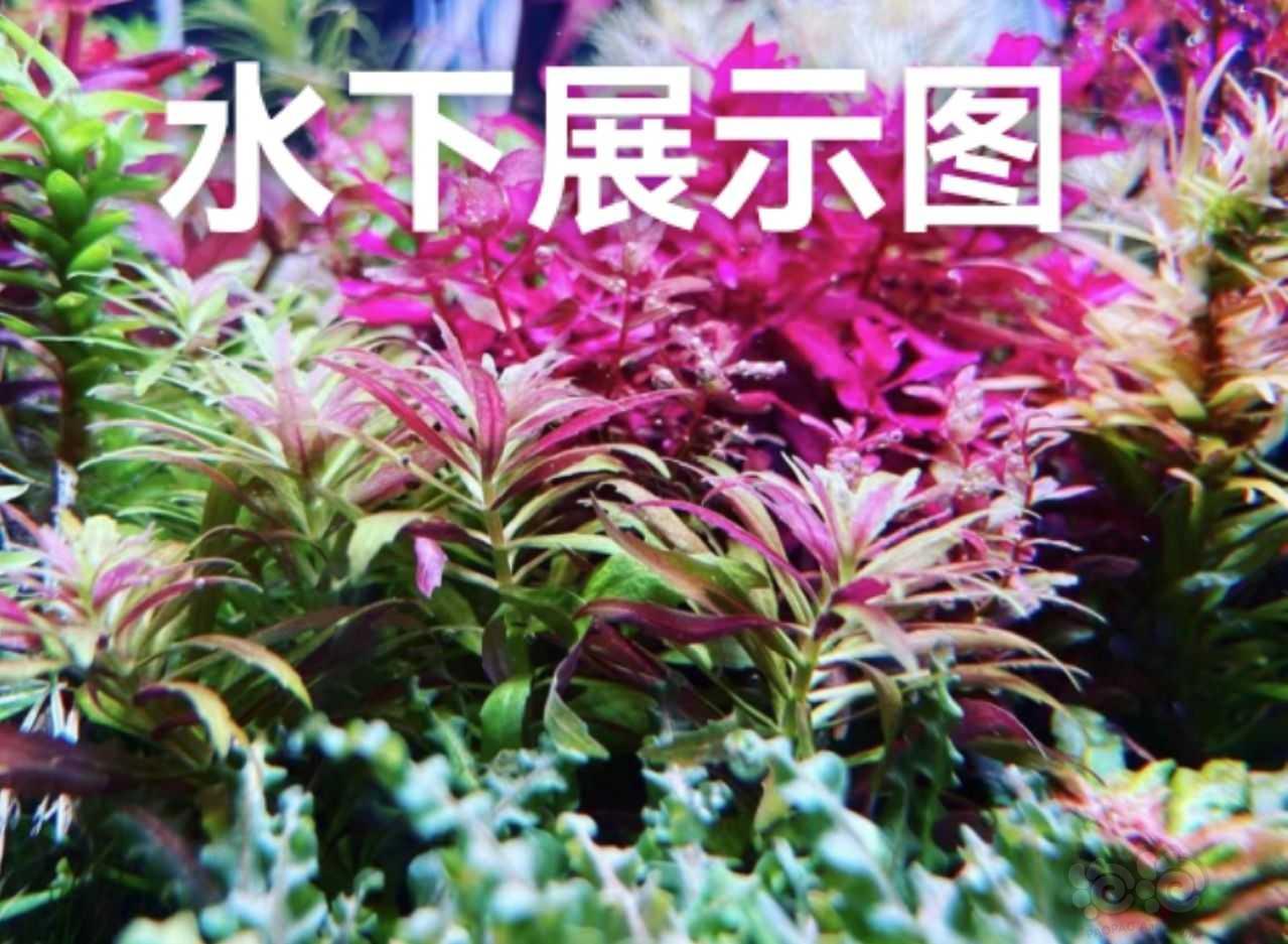 【有茎】【新品种水草】【迷你紫三角】-图2