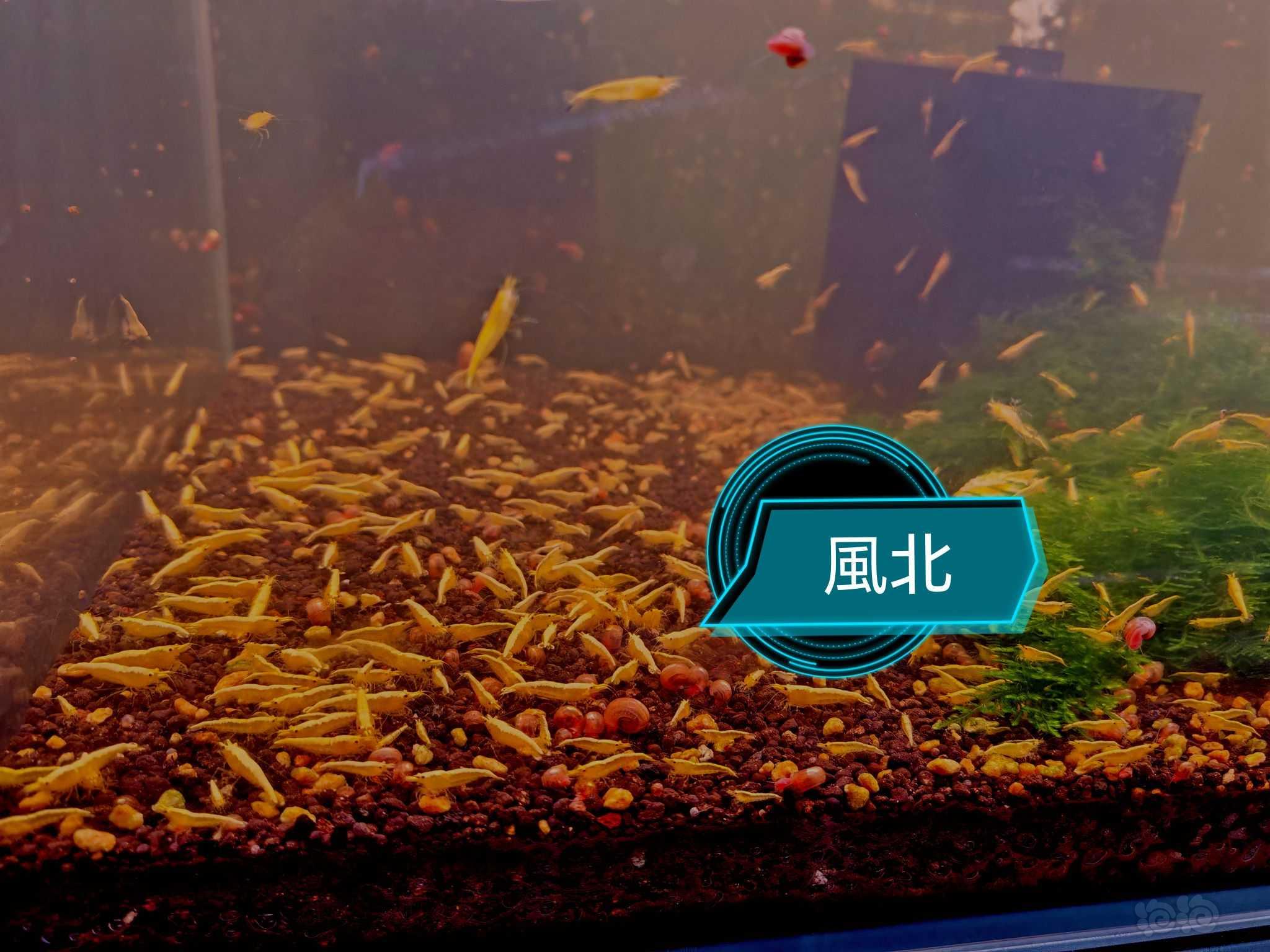 【米虾】卖金背虾-图4