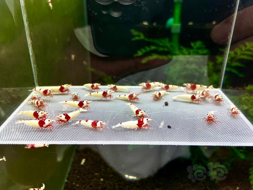 【水晶虾】出红白水晶虾繁殖组1份24只-图5