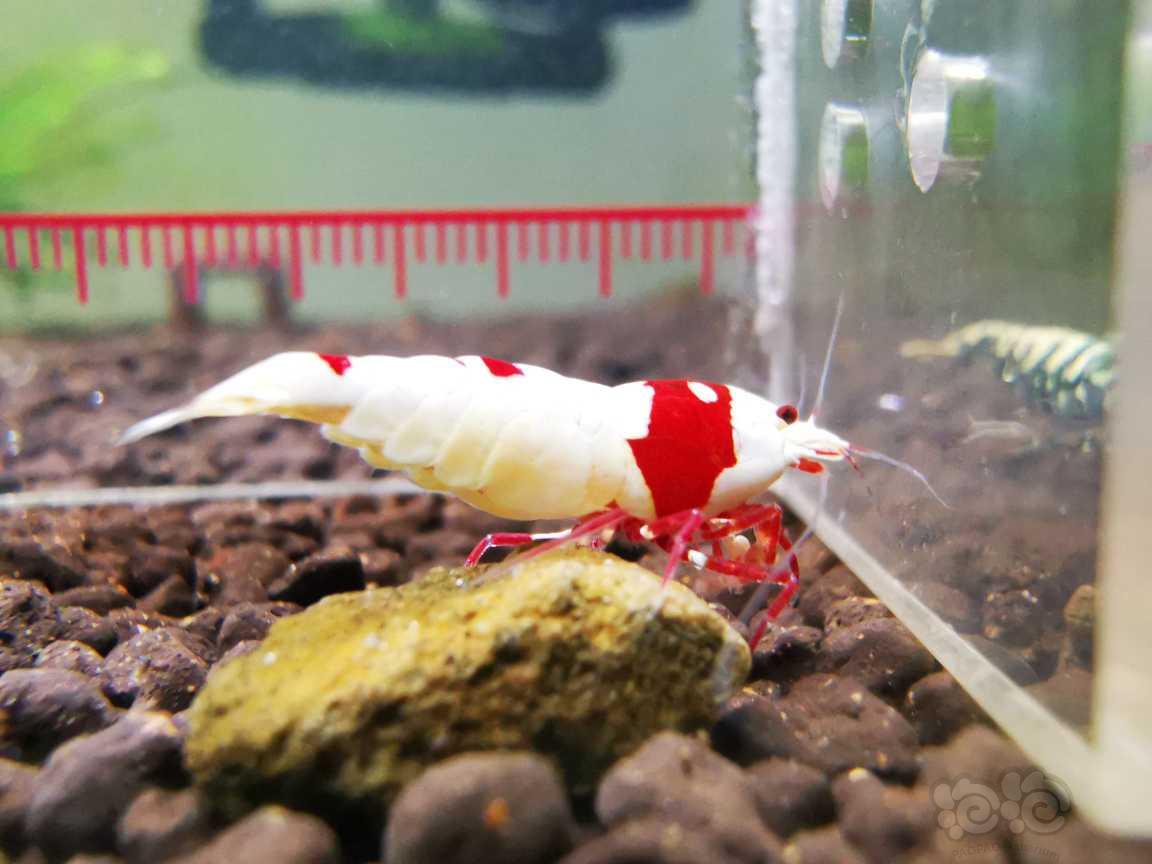 【水晶虾】出售一线红白新成一对-图1