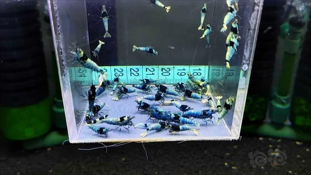 【水晶虾】福利一盒蓝化，55只，尺寸大中小都有，母多公少，300元包邮-图3