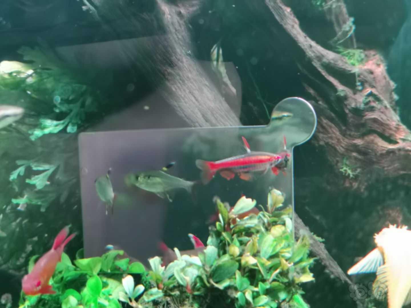 【灯科鱼】只有喂这个鱼才会红-图8