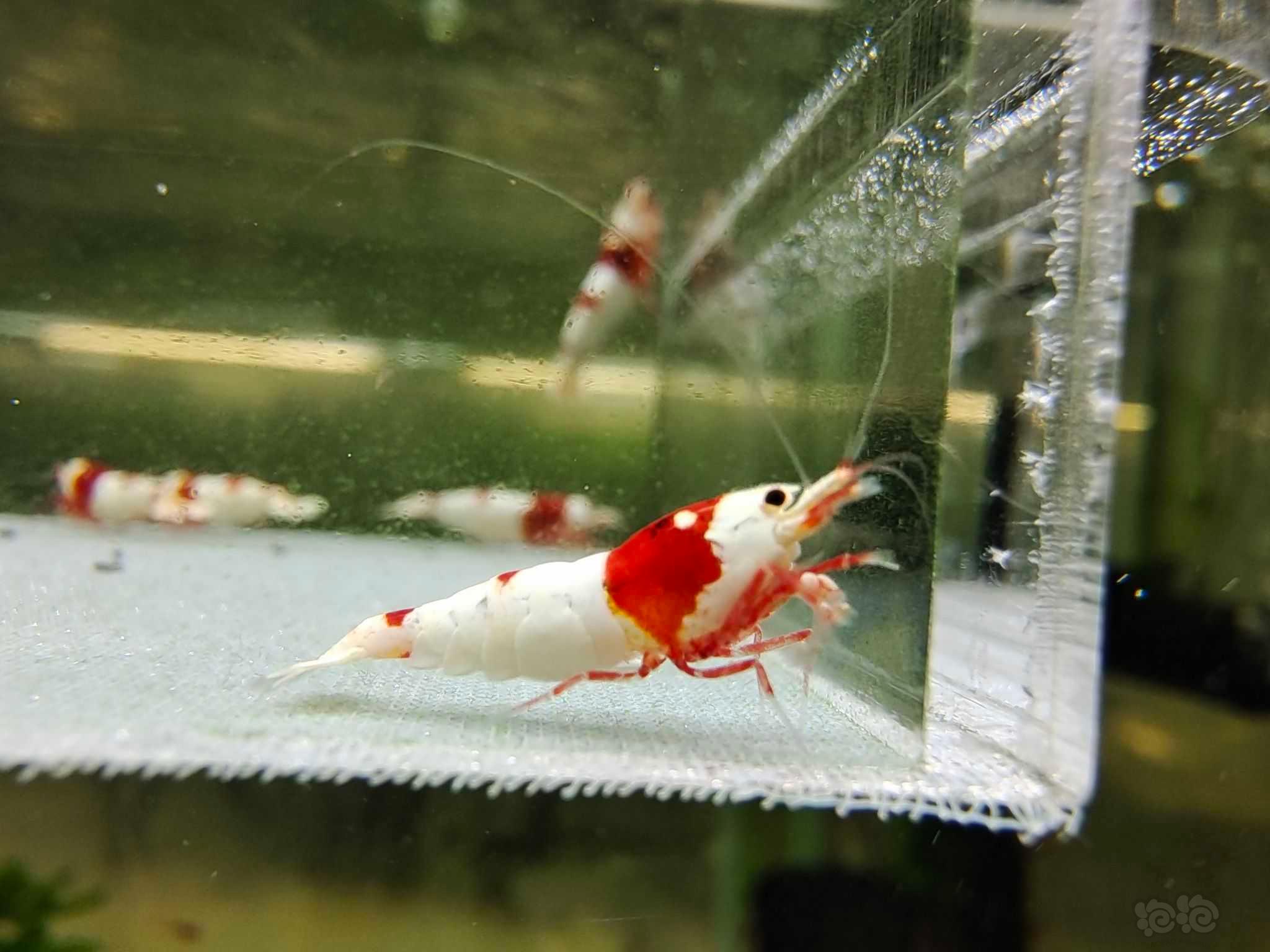 【水晶虾】出几组虾红白，黑红银河繁殖组-图18
