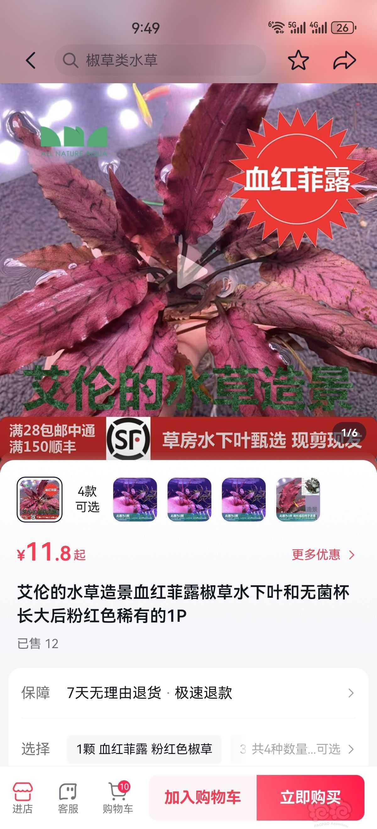 【出售】血红菲露椒草-图1