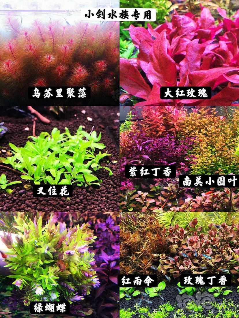 【水草】长期出售精品水下叶水草 红色系水草-图2