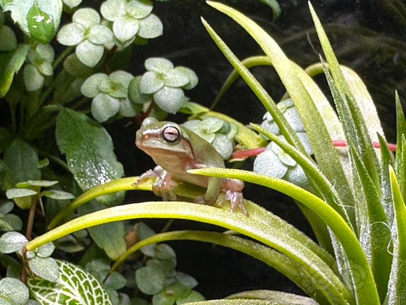 【雨林】蛙蛙-图3