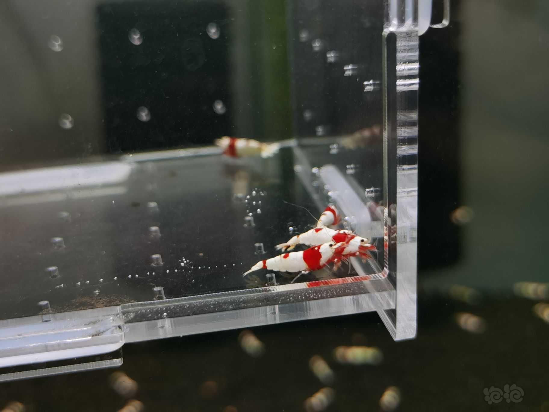 【水晶虾】出一份10只一线红白小虾-图1