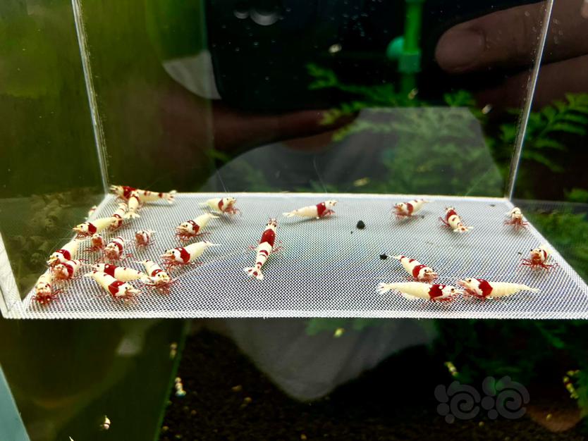 【水晶虾】出红白水晶虾繁殖组1份24只-图4