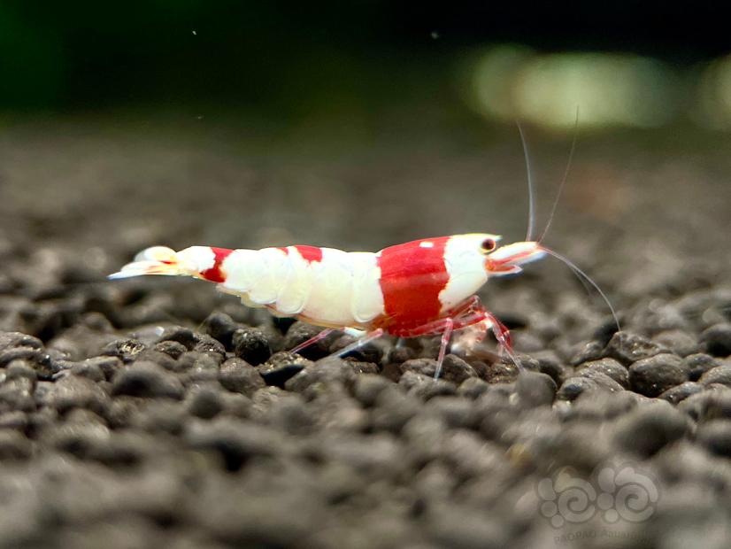 【水晶虾】出红白水晶虾繁殖组1份24只-图3
