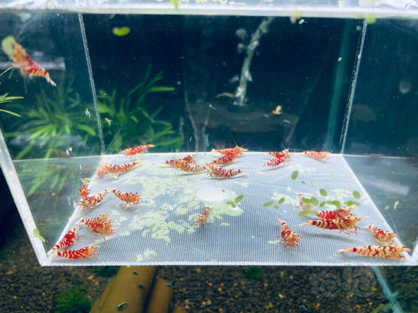【水晶虾】翻缸出红花虎种虾-图5