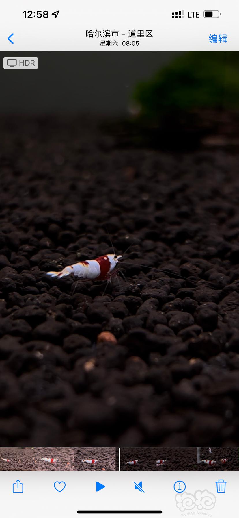 【水晶虾】血统红白水晶虾-图8