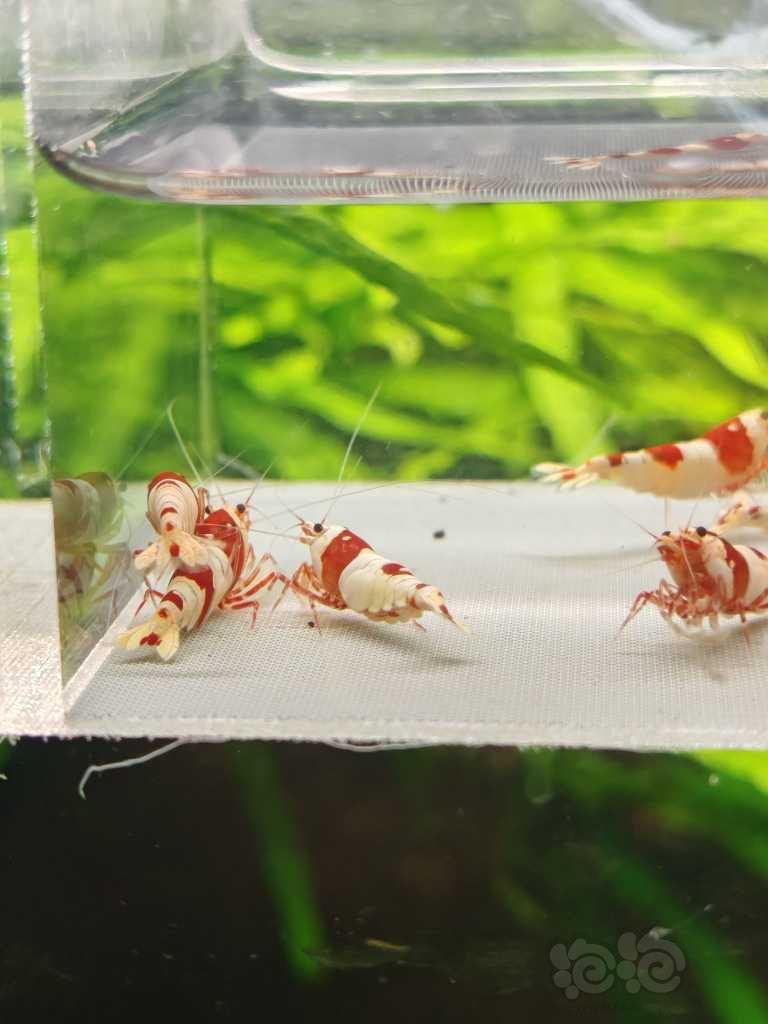【虾螺】【出售】高端纯血红白12只，包邮
【厚甲】喜欢厚甲的来-图4