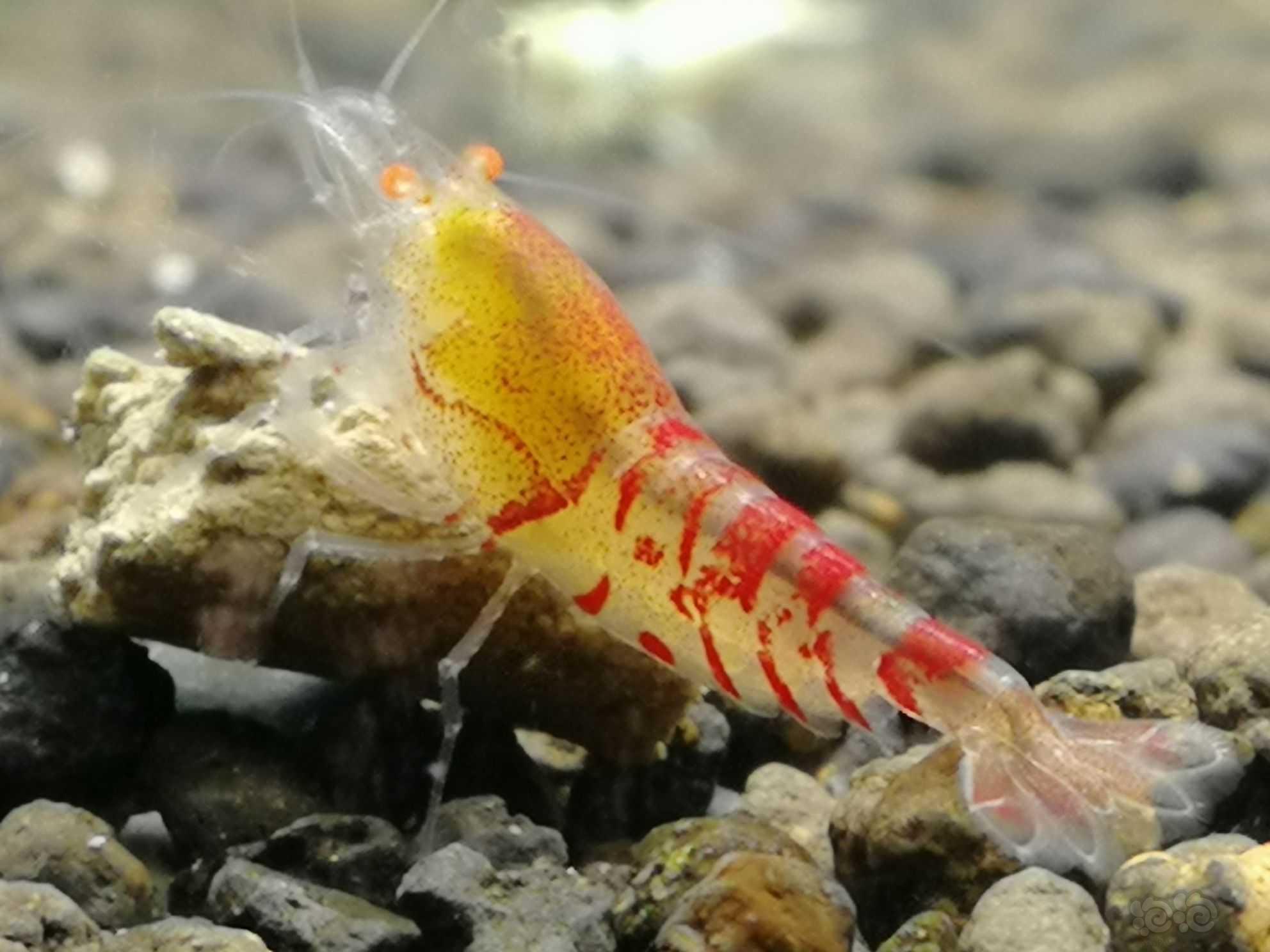 新品种 金眼喷红虎虾-图1