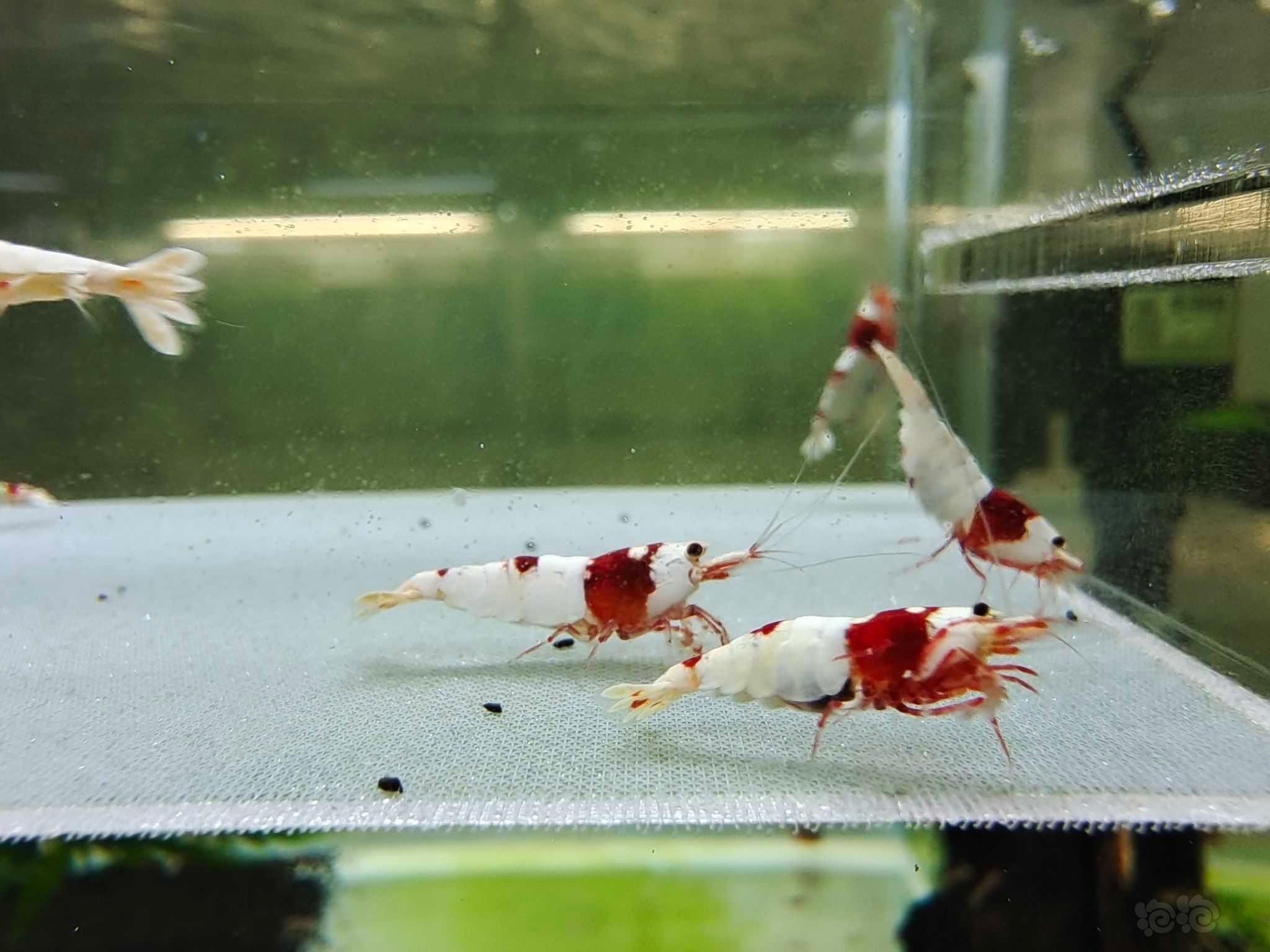 【虾螺】出几组红白，黑红银河水晶虾-图2