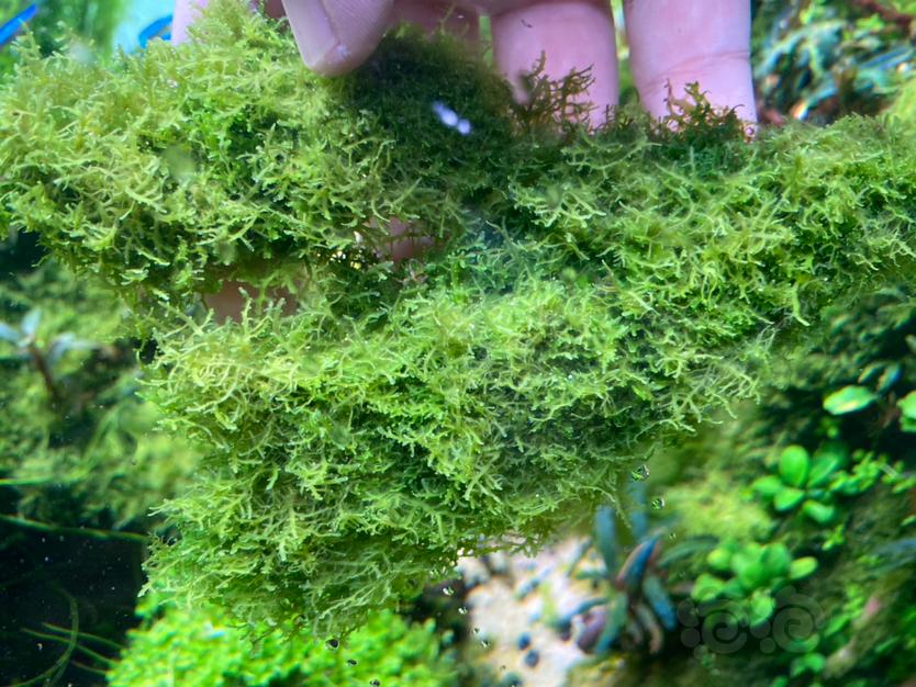 【莫斯】出一些珊瑚莫斯-图2