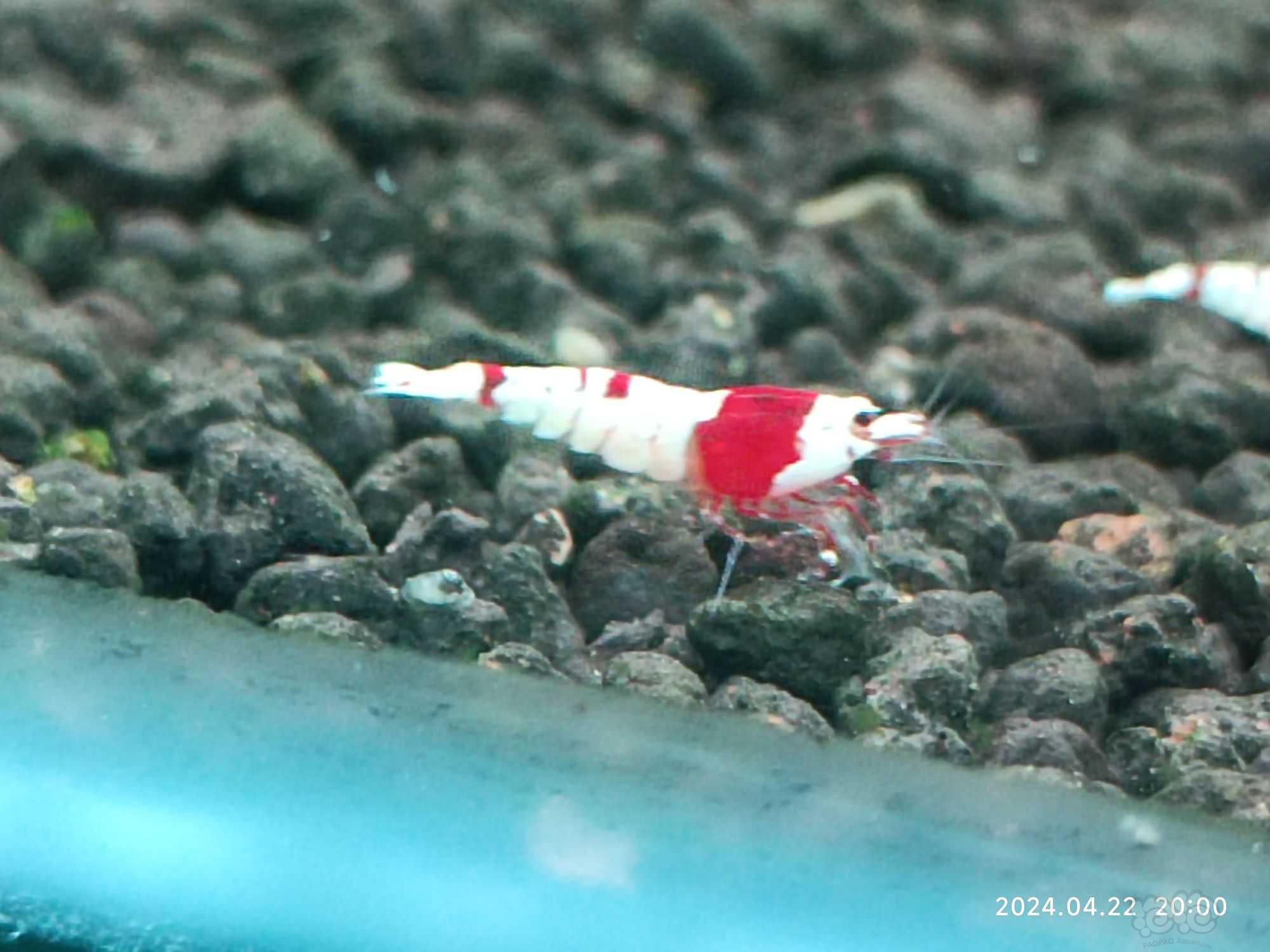 【水晶虾】红白水晶虾（清缸）-图3