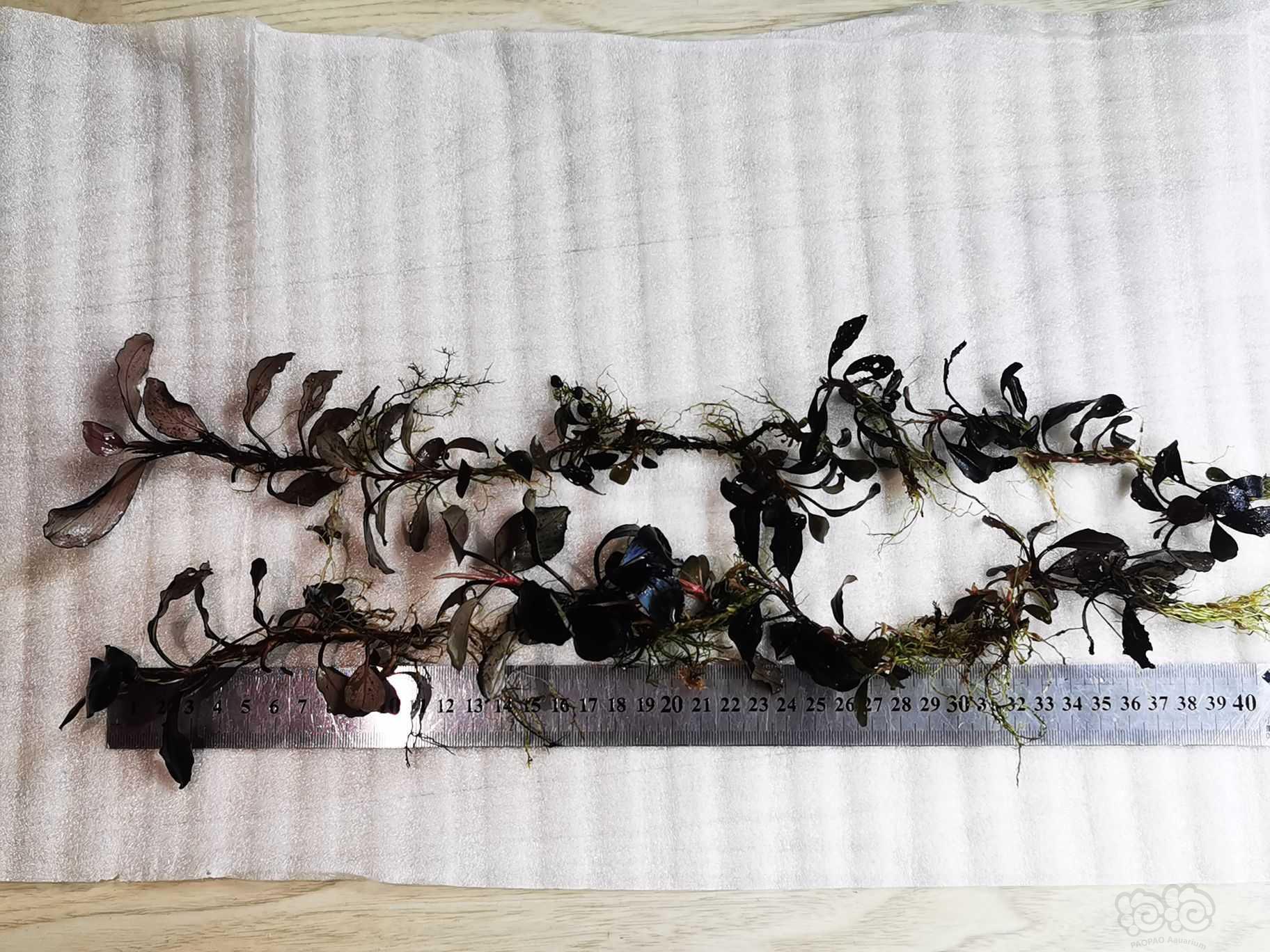 【出售】辣椒榕繁殖茎80厘米50块包邮-图1