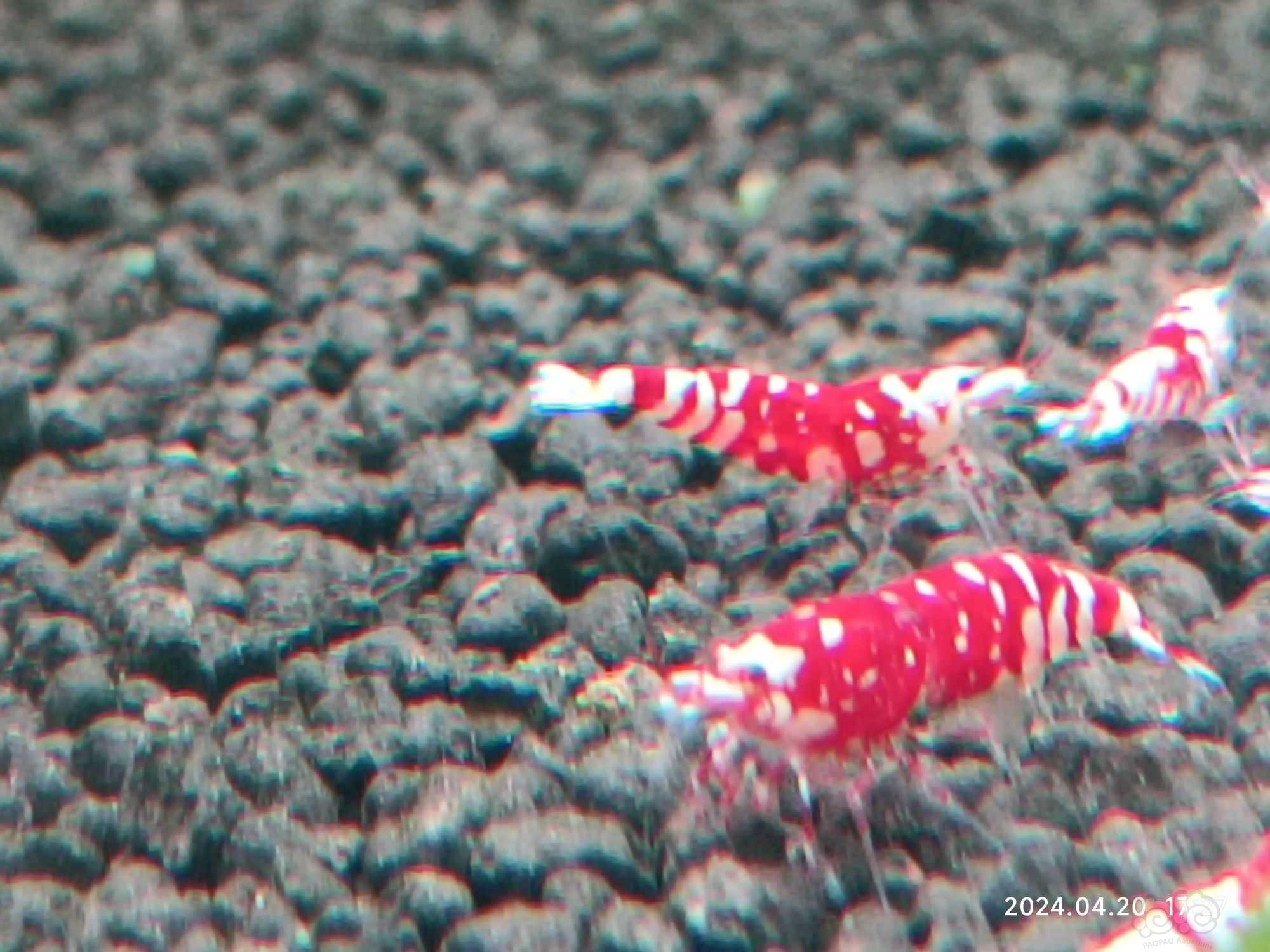 【水晶虾】清缸出红花虎水晶虾-图2