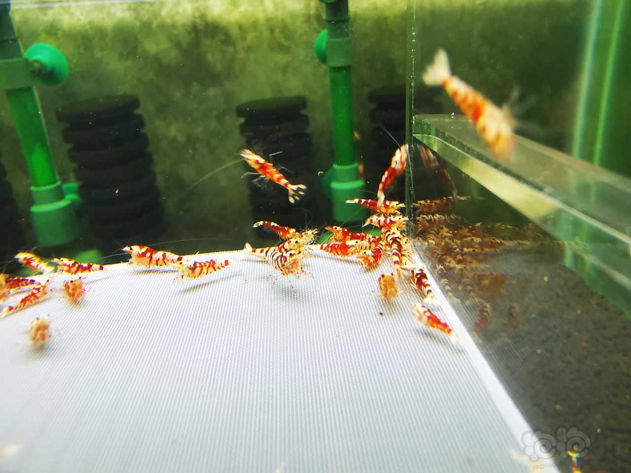 【水晶虾】【水晶虾】出售红花虎苗子90只-图4