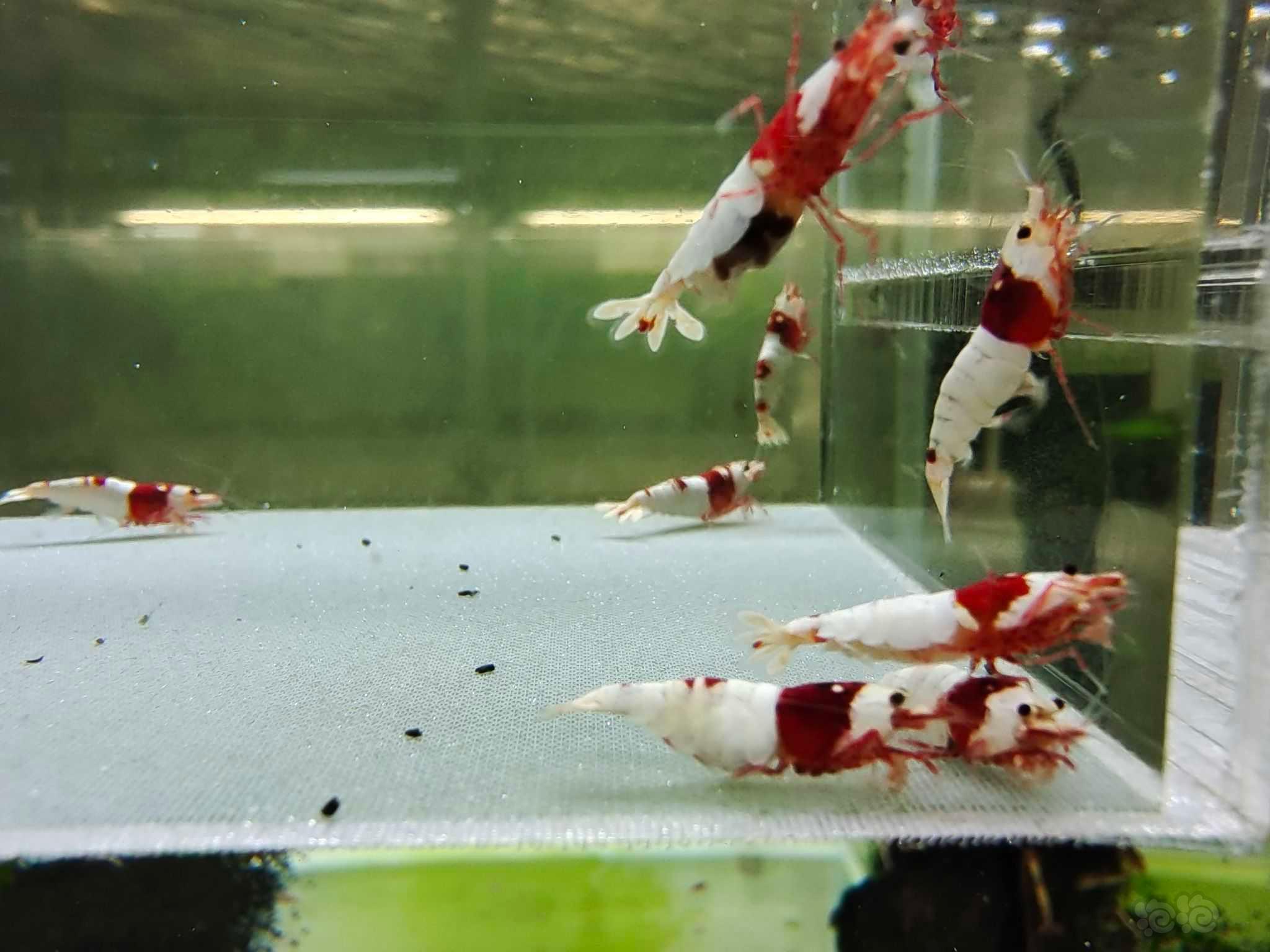 【虾螺】出几组红白，黑红银河水晶虾-图5
