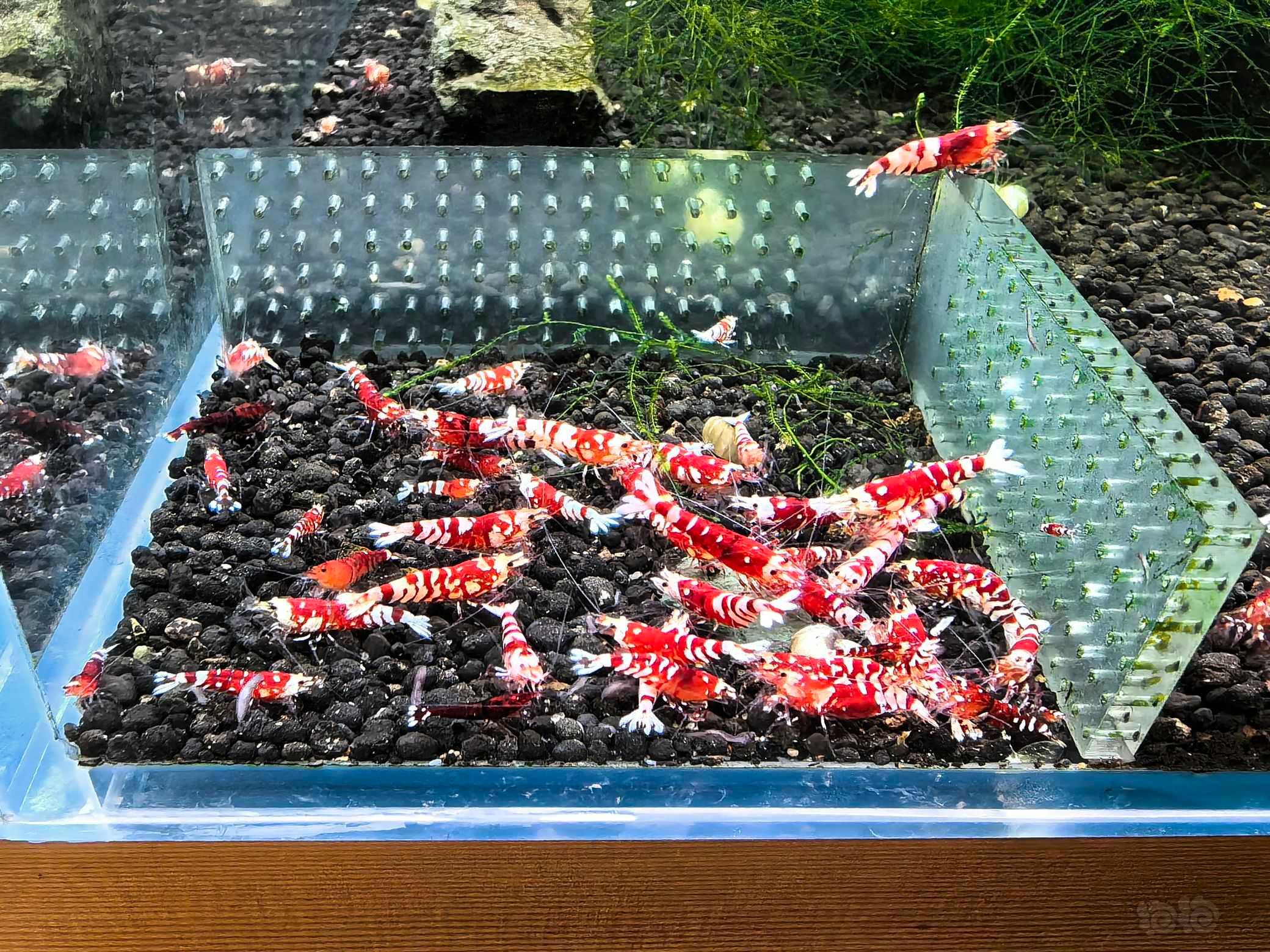 【水晶虾】淘汰红花虎清缸处理，3块钱一个苗子，纹路不好的，淘汰母15-图3