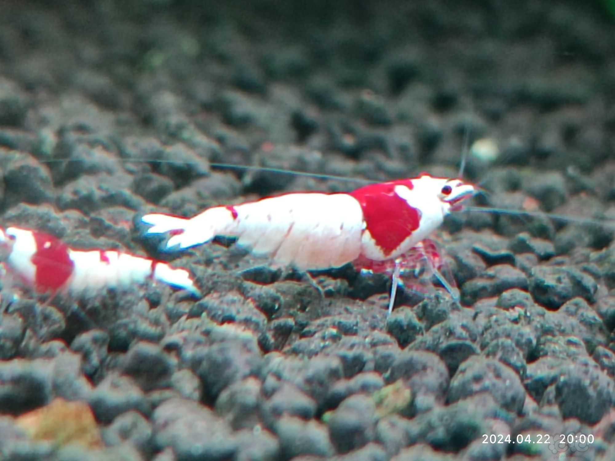 【水晶虾】红白水晶虾（清缸）-图1